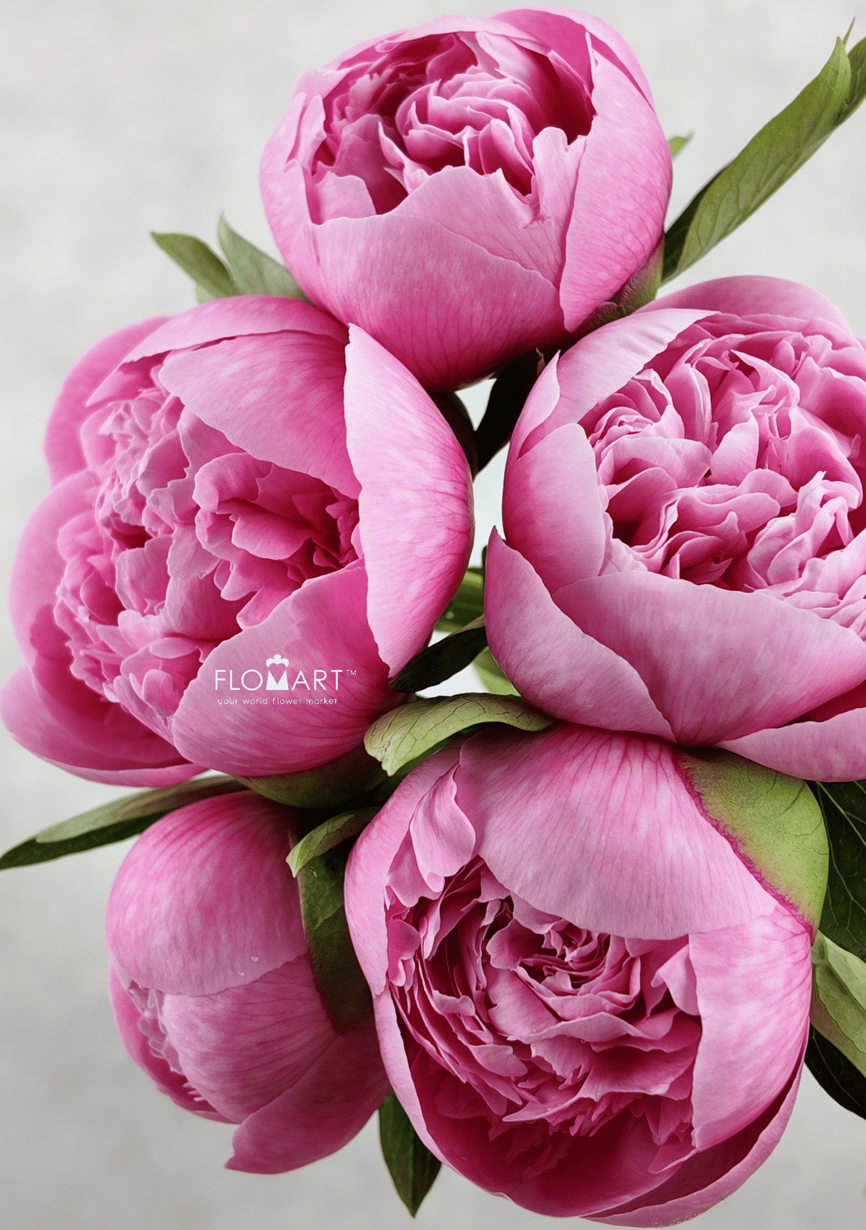 Paeonia Flomart Jakarta Indonesia