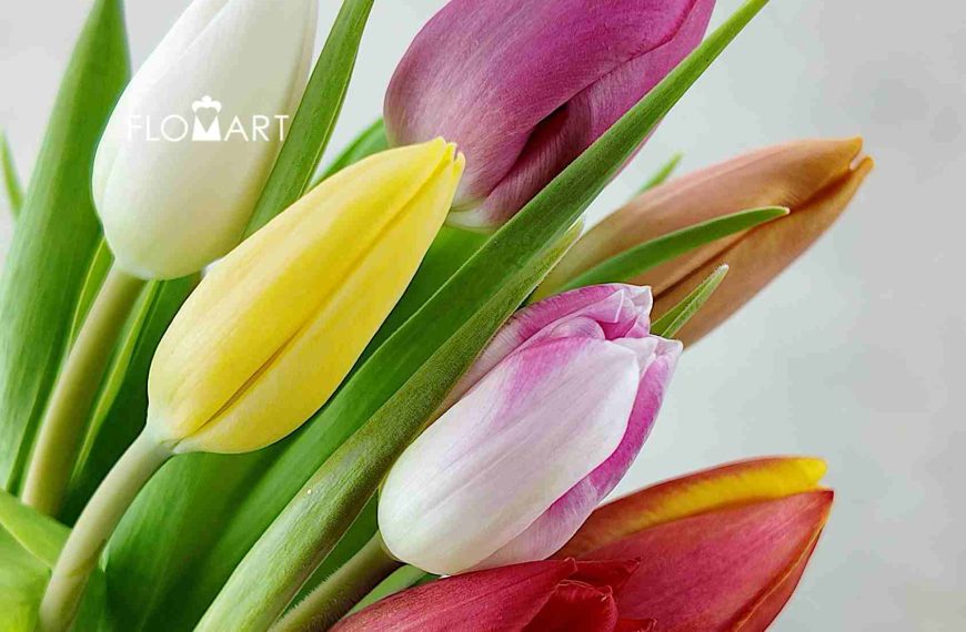 Tulip: A Symbol of Perfect Love and New Beginnings