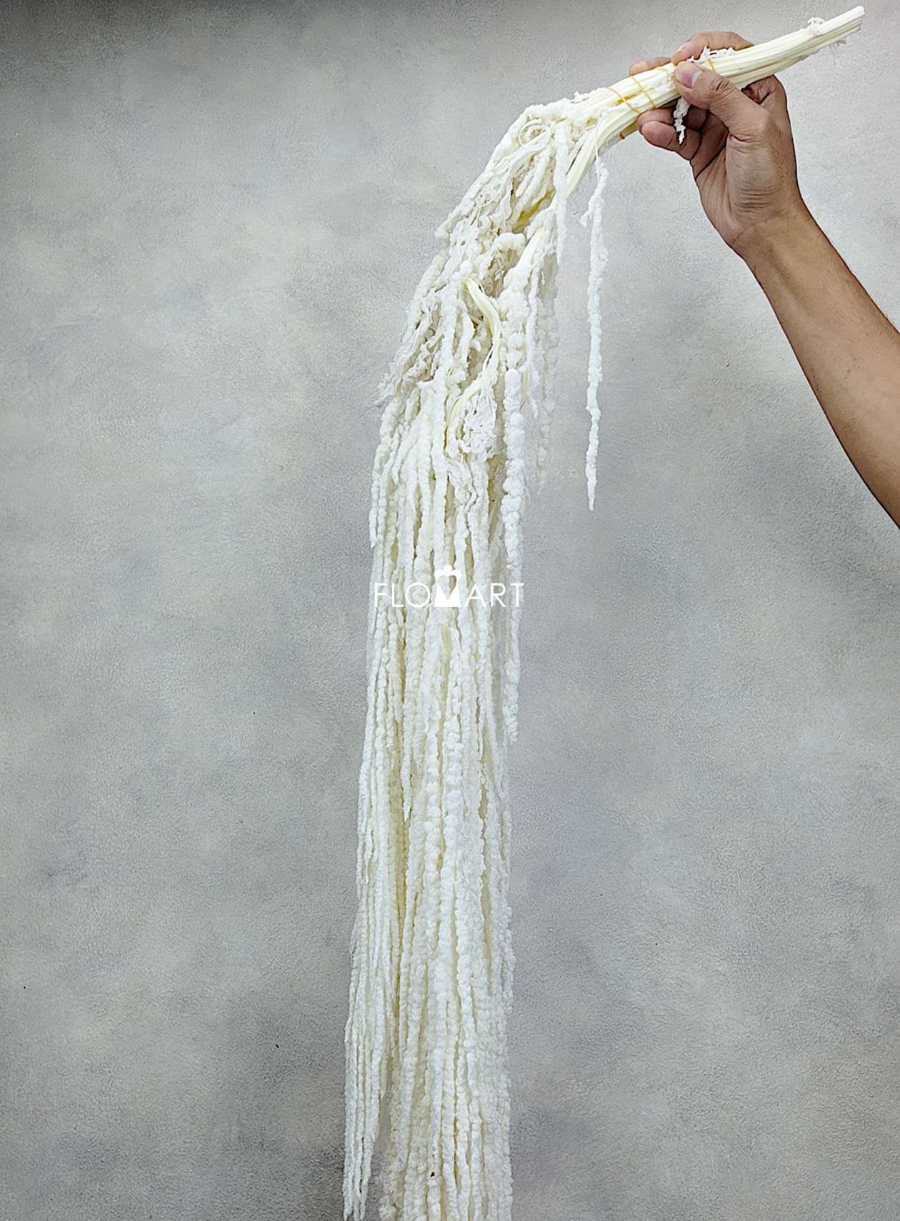 Amaranthus Hang Dried Bleach White - Image 1