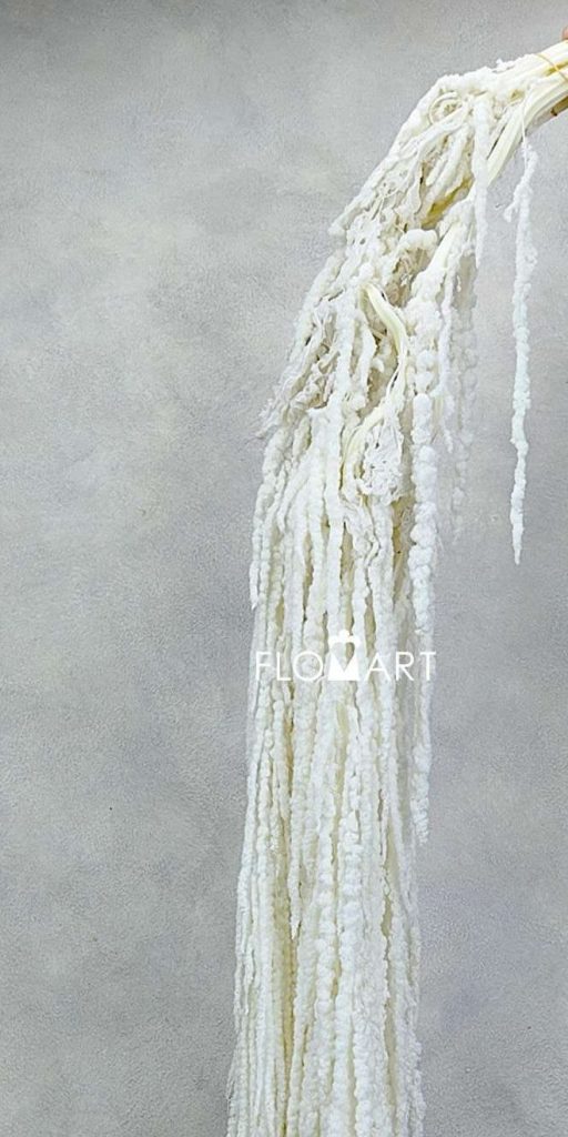 Amaranthus Hang Dried Bleach White