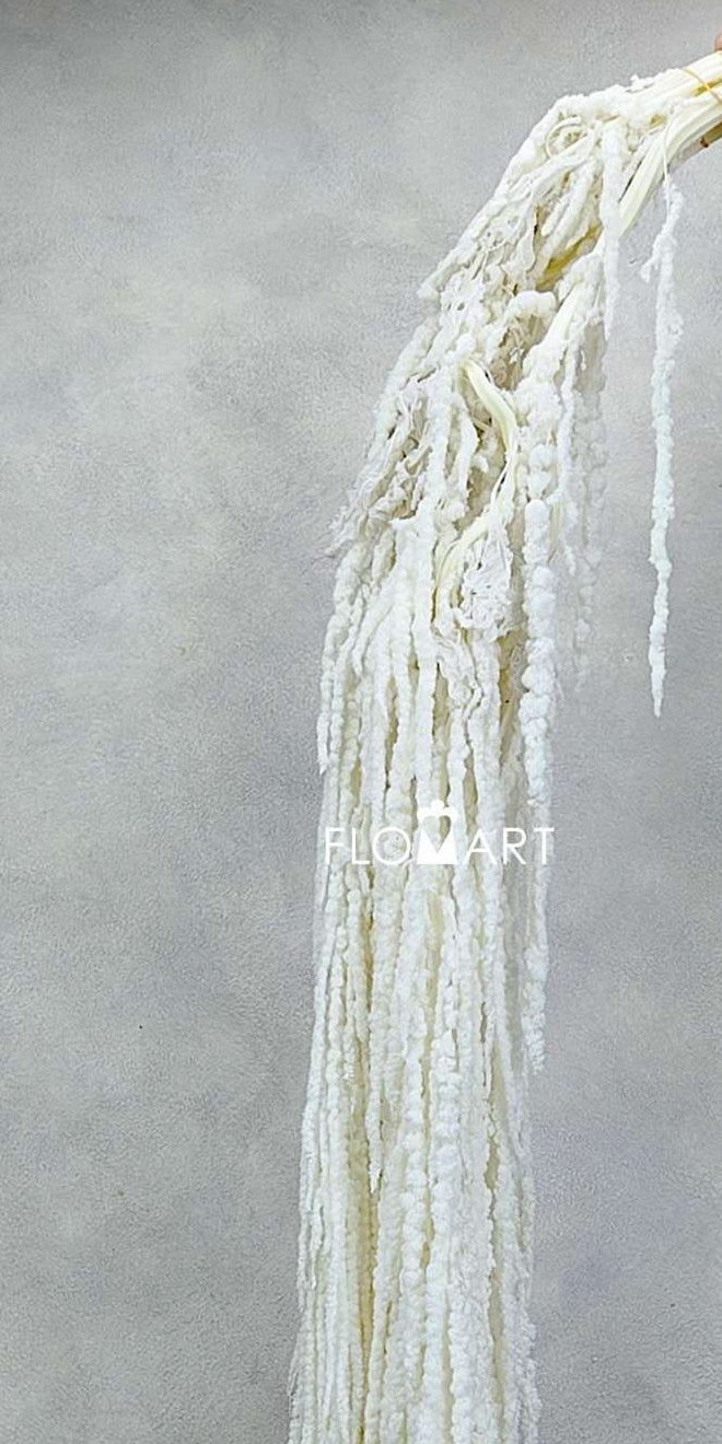 Amaranthus Hang Dried Bleach White - Image 1