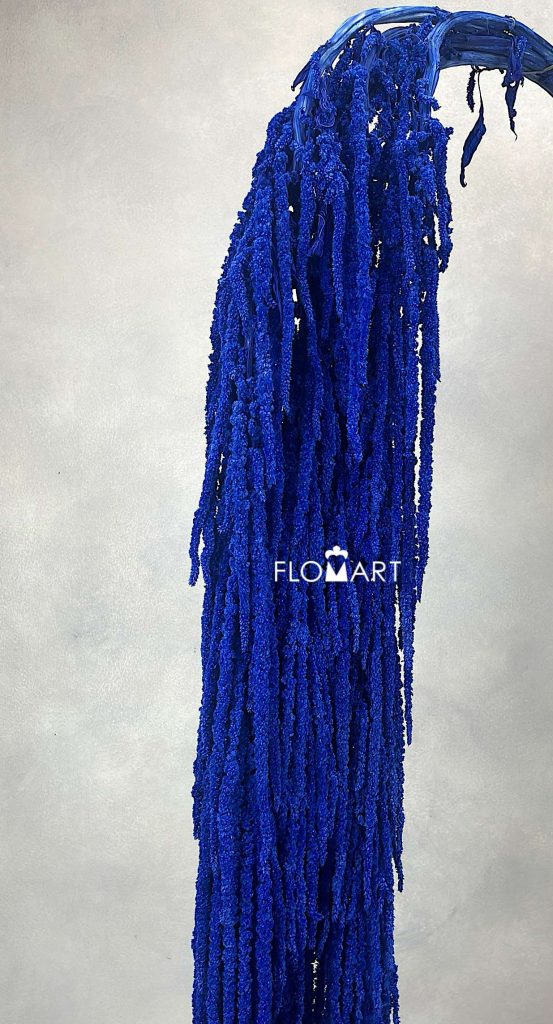 Amaranthus Hang Pr Dark Blue