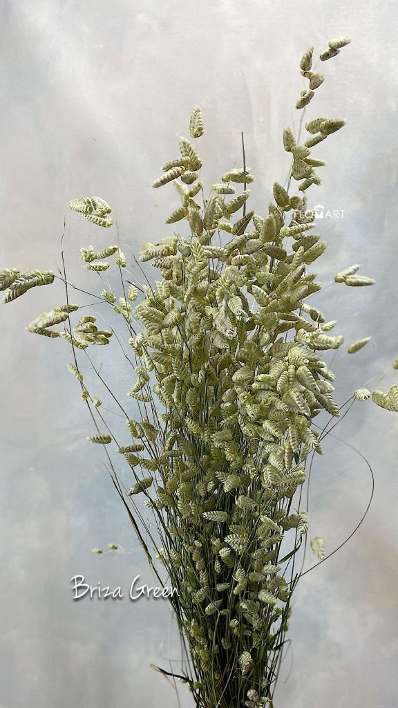 Briza Green