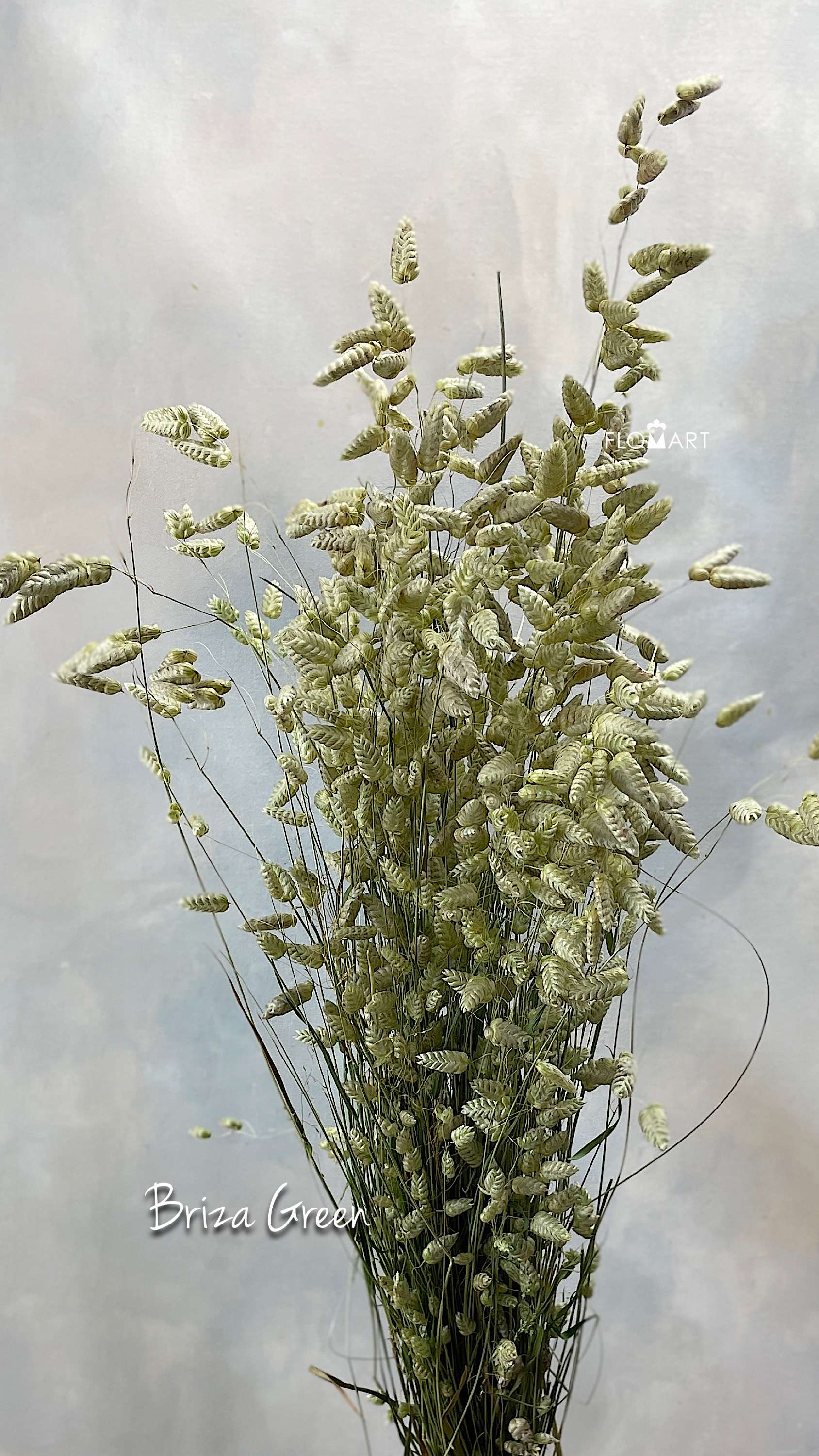 Briza Green - Image 1