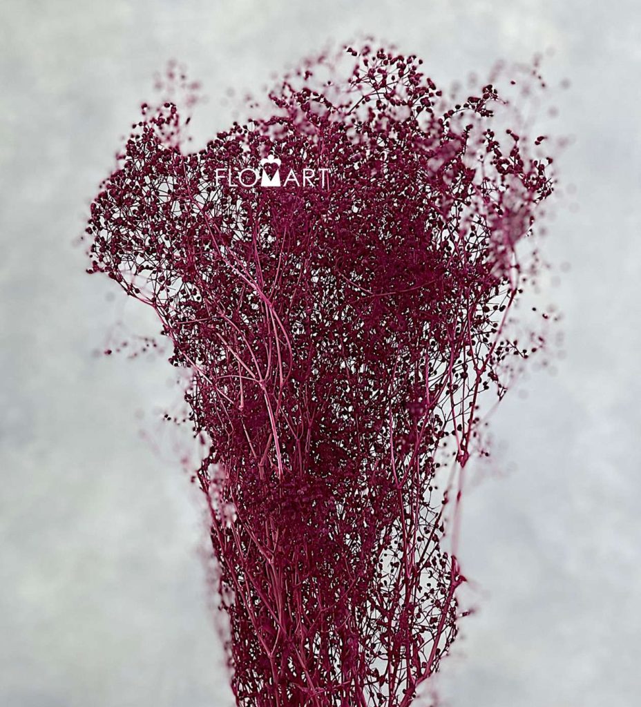 Broom Bloom Preserved CH Hot Pink