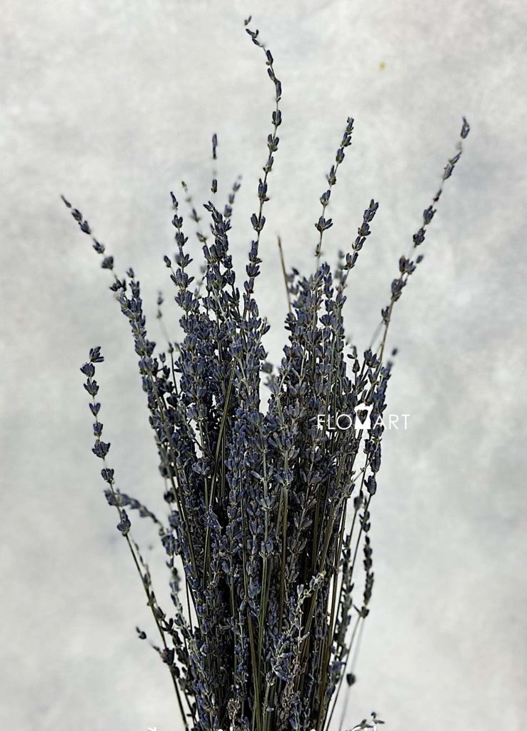 Lavander Dried CH