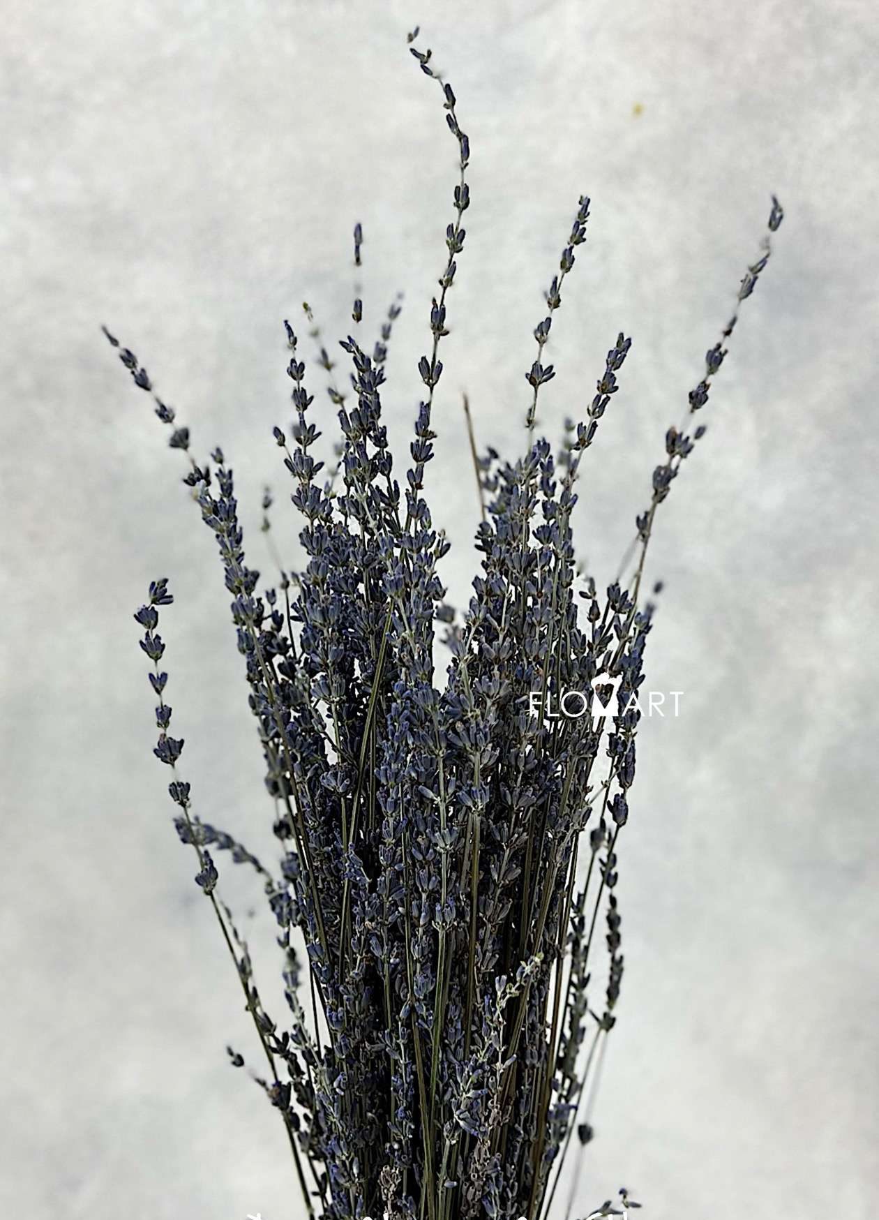 Lavander Dried CH - Image 1
