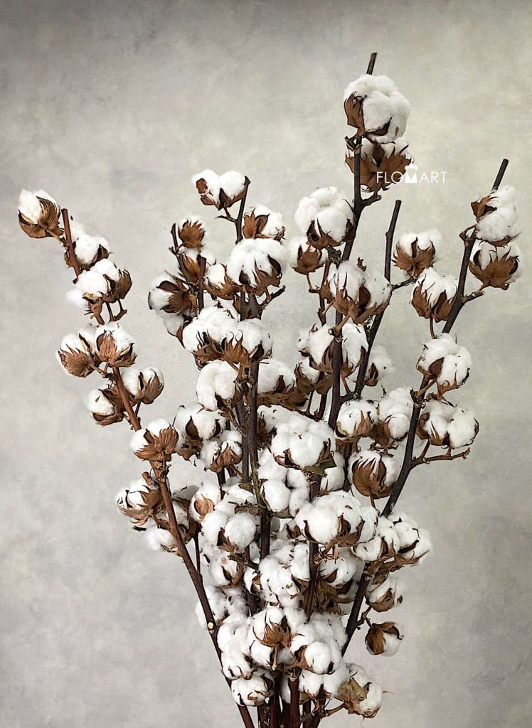 Gossypium Wit 12+