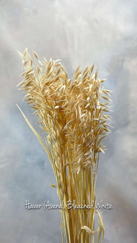Haver (Avena) Bleached White