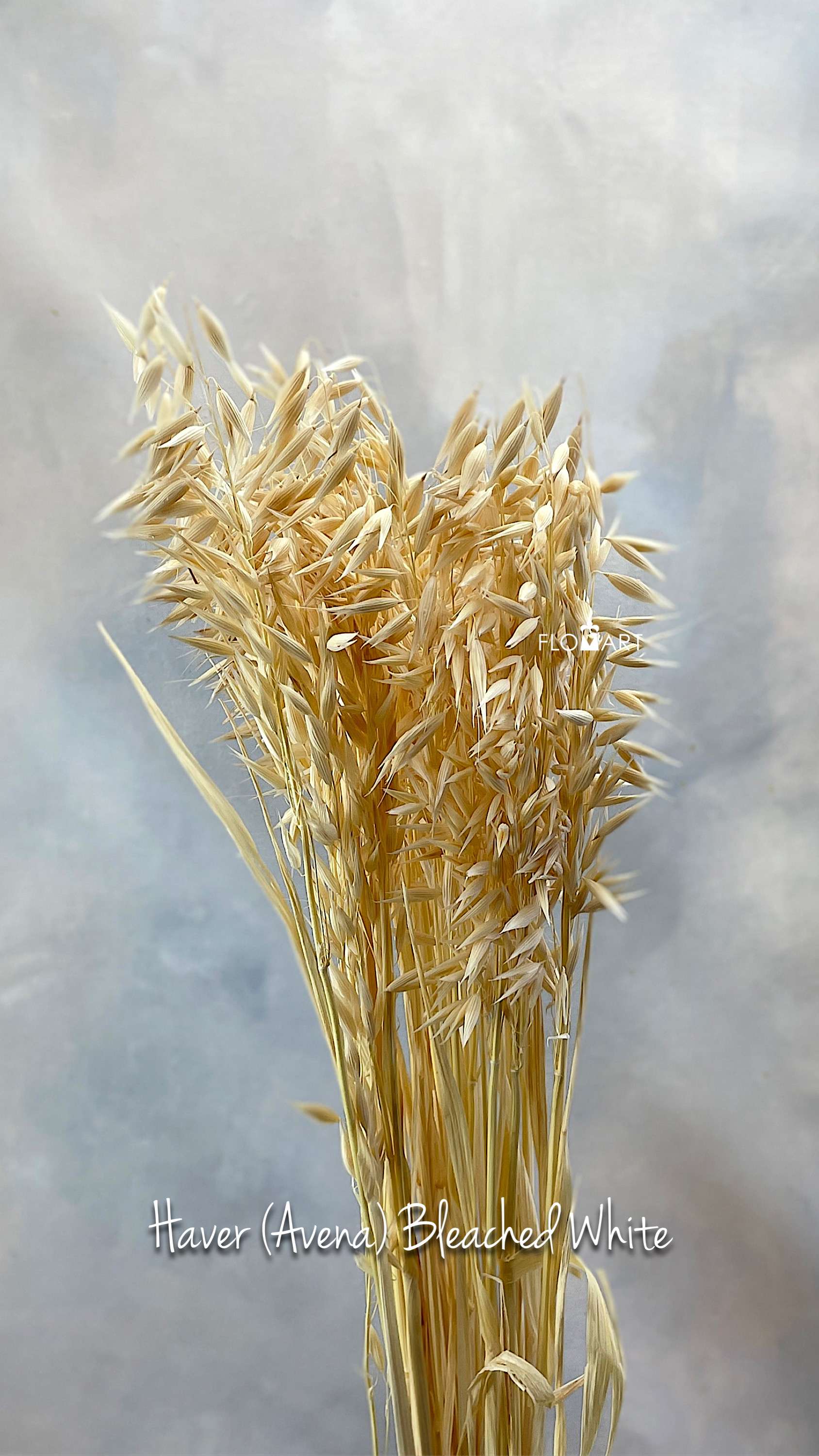 Haver (Avena) Bleached White - Image 1