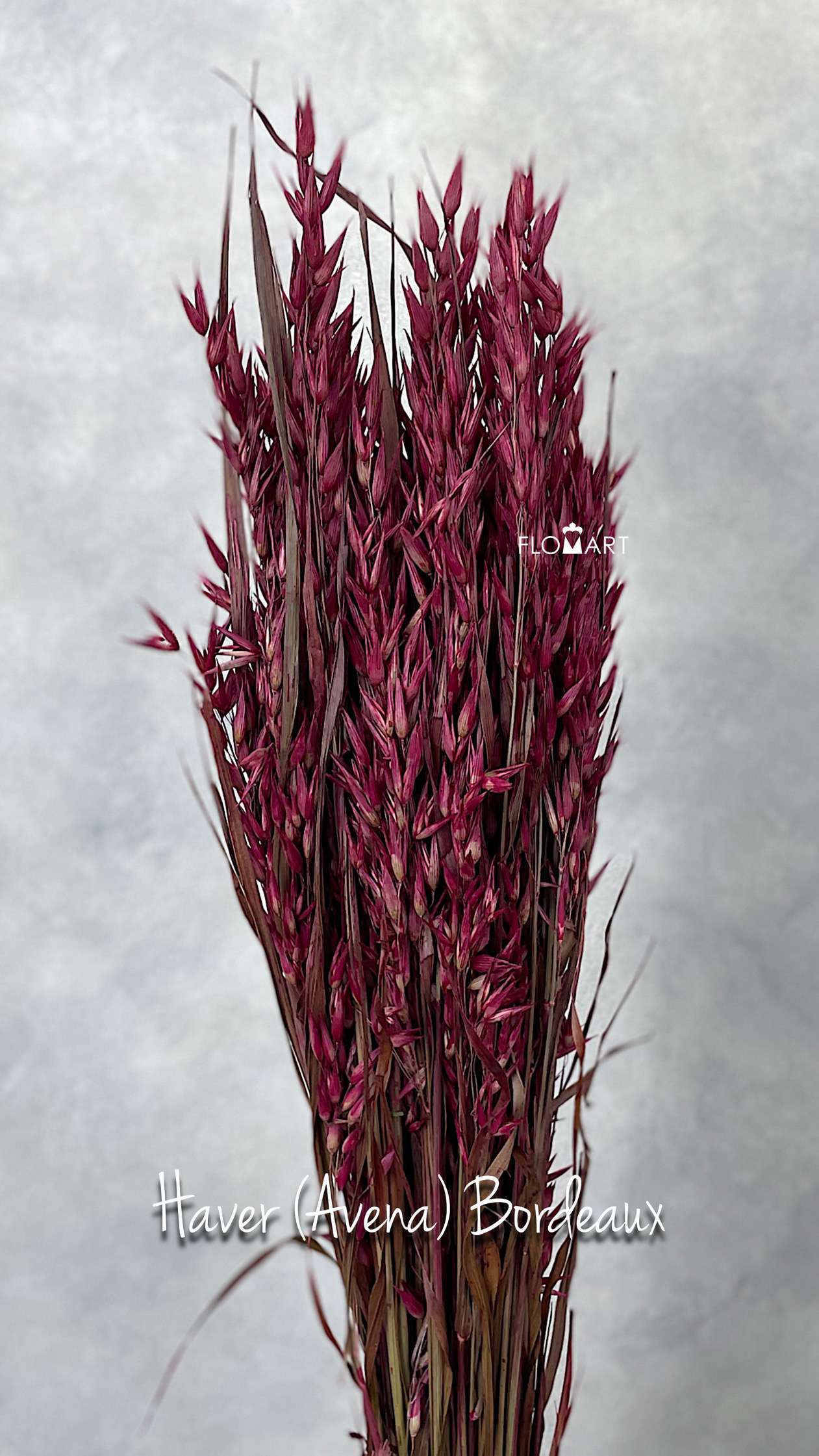 Haver (Avena) Bordeaux - Image 1