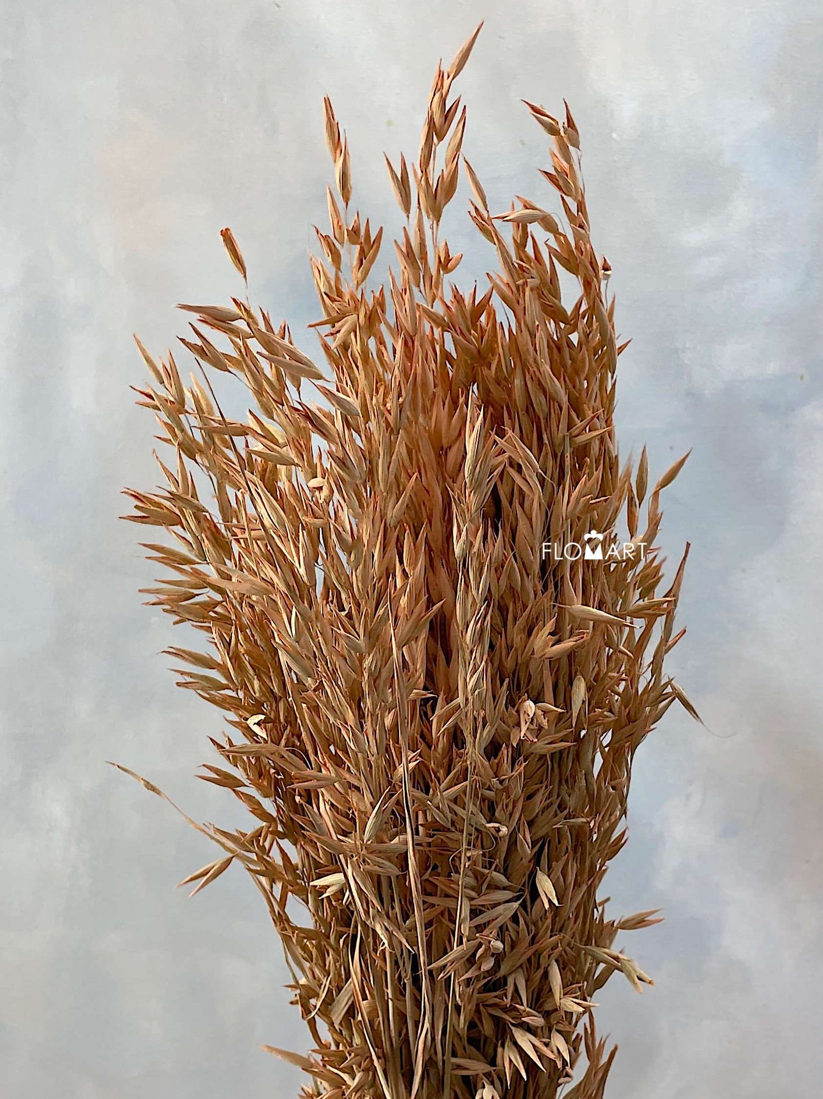 Haver (Avena) Coral Misty - Image 1