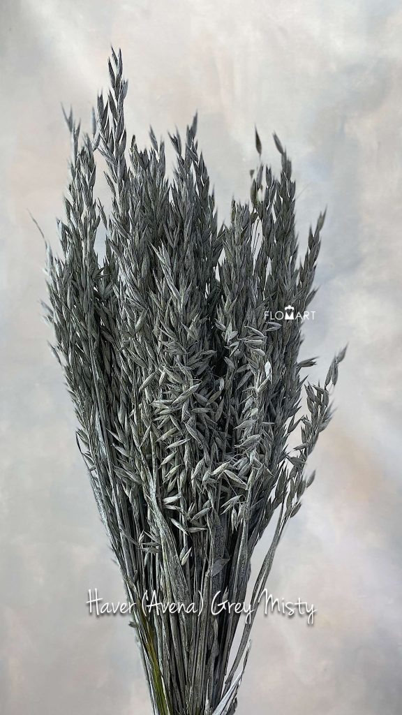 Haver (Avena) Grey Misty