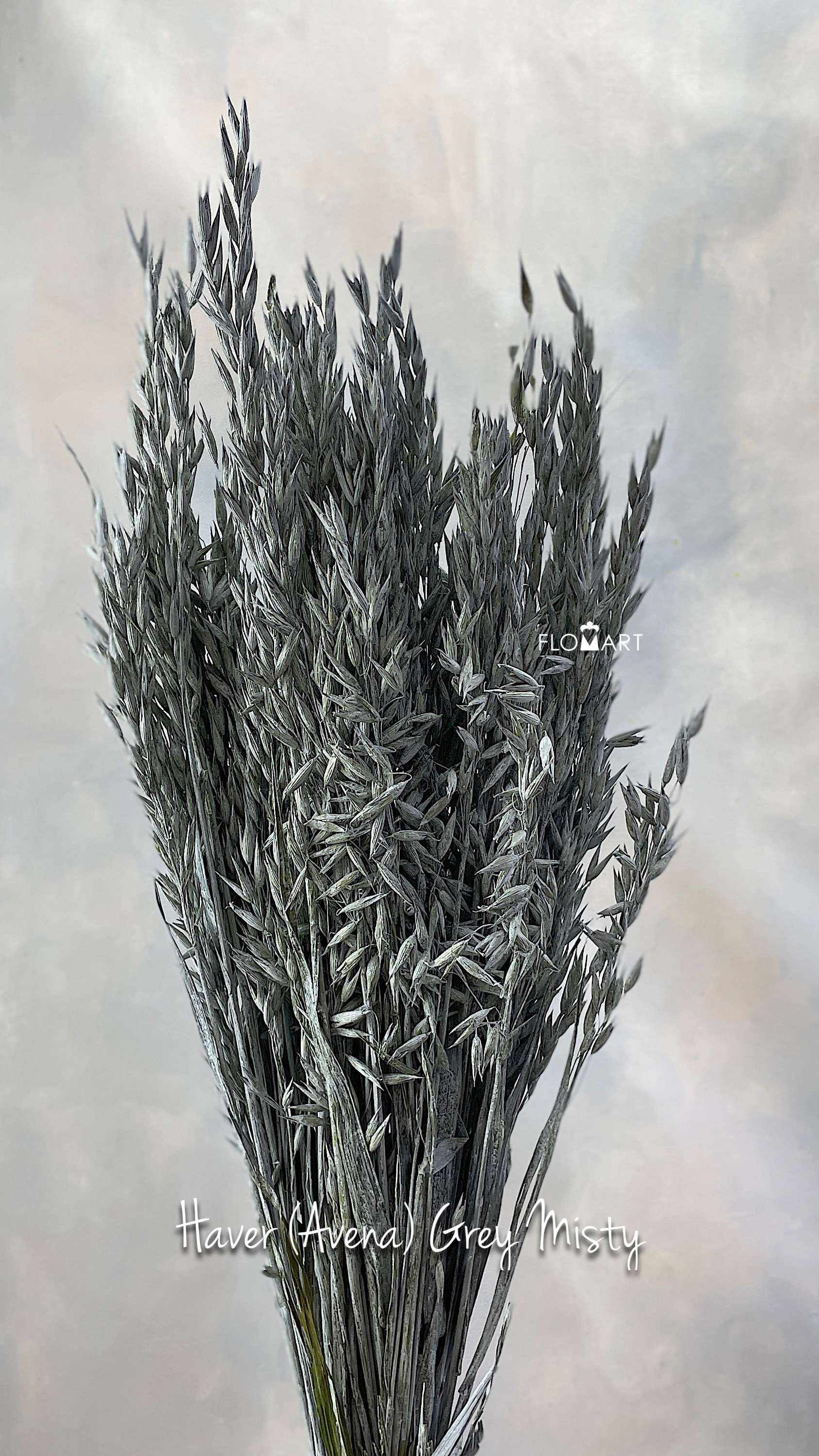 Haver (Avena) Grey Misty - Image 1