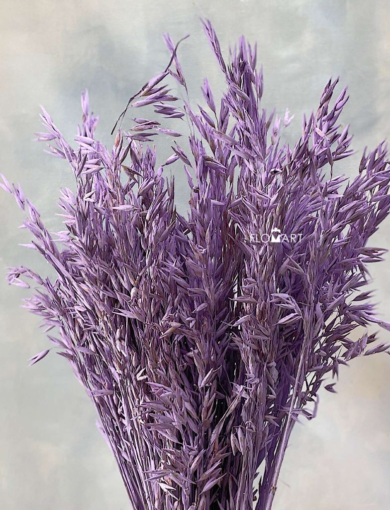 Haver (Avena) Lilac Misty