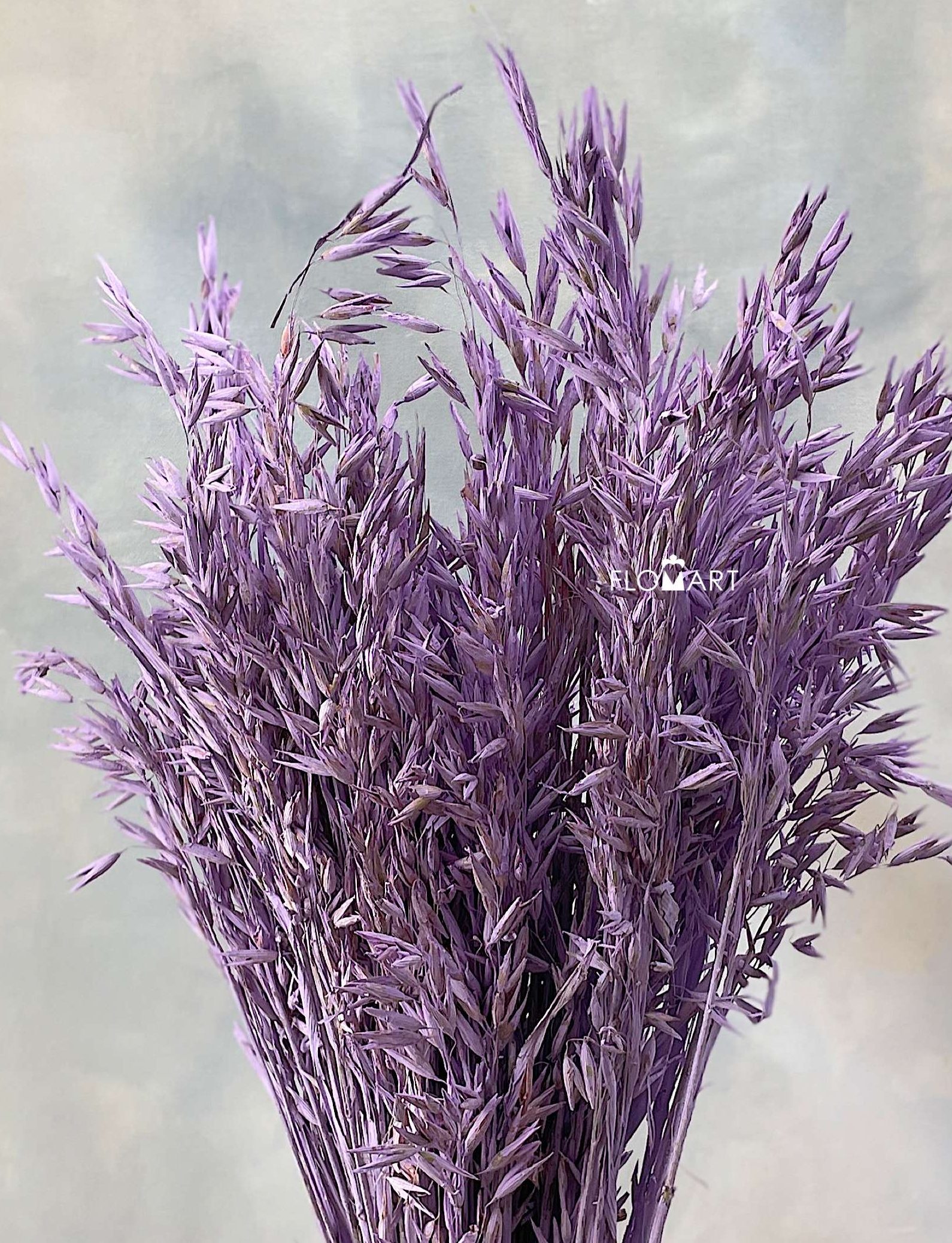 Haver (Avena) Lilac Misty - Image 1