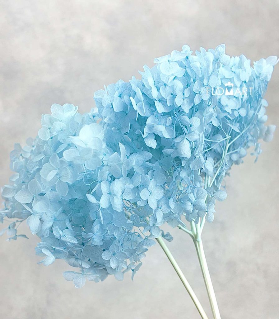 Hydrangea Preserved CH Blue Green