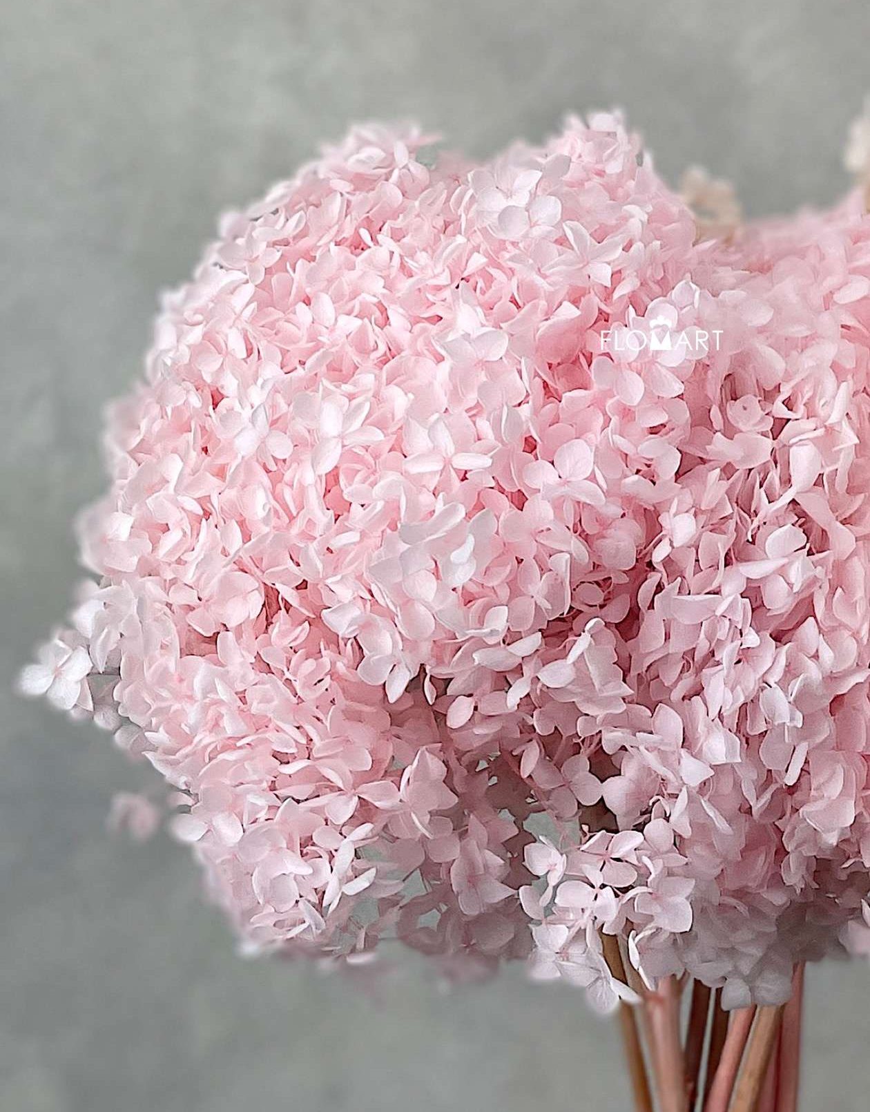Hydrangea Preserved CH Light Pink - Image 1