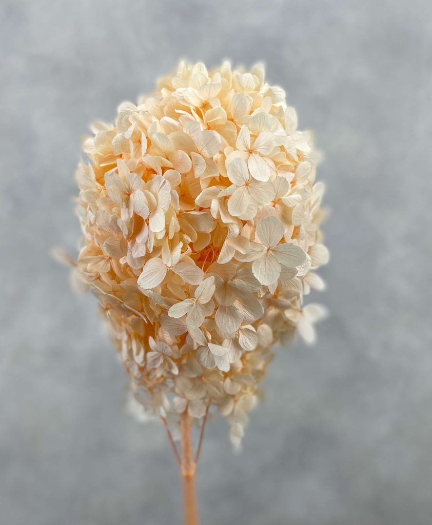 Hydrangea Preserved CH Oval Light Orange