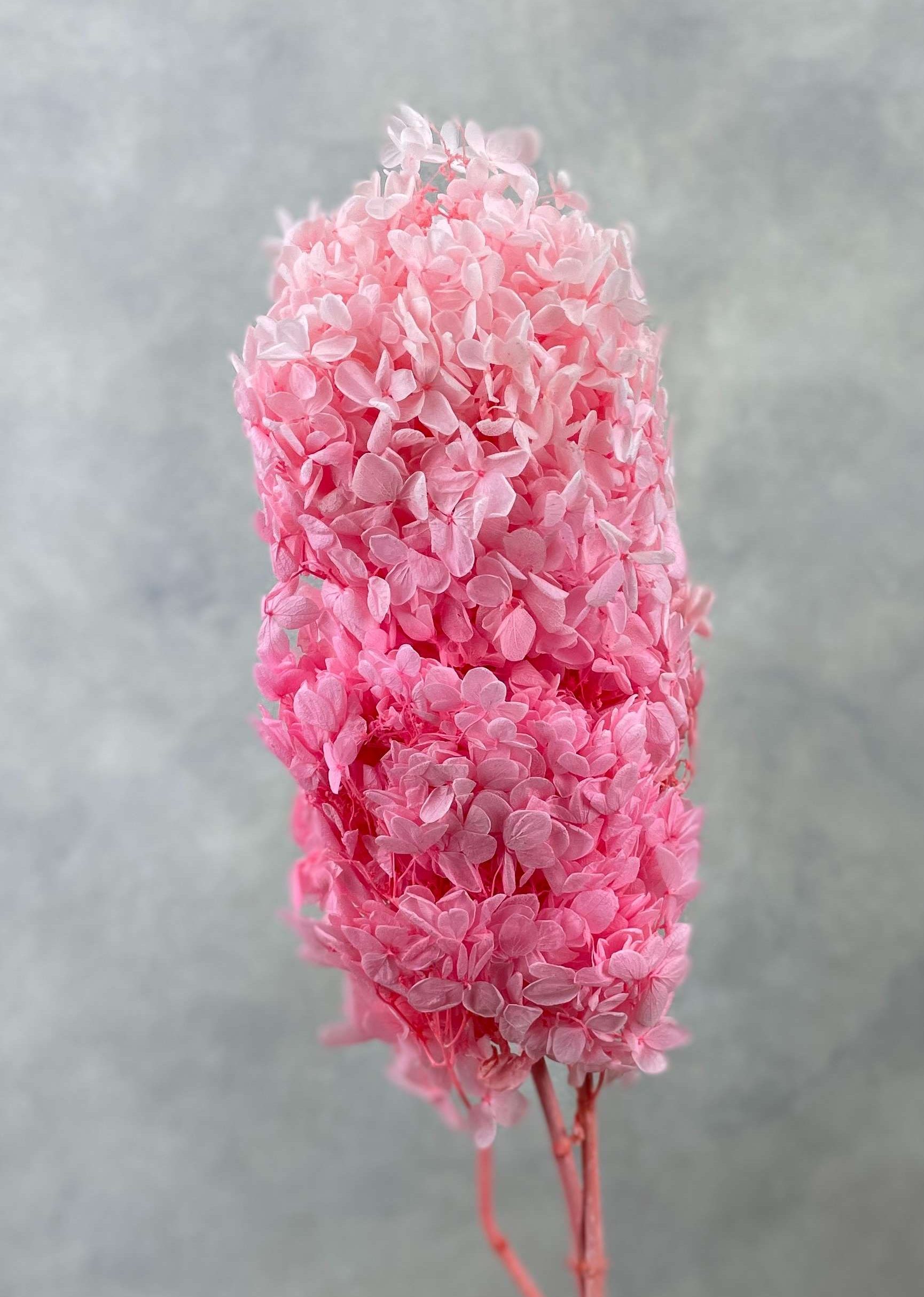 Hydrangea Preserved CH Oval Pink - Image 1