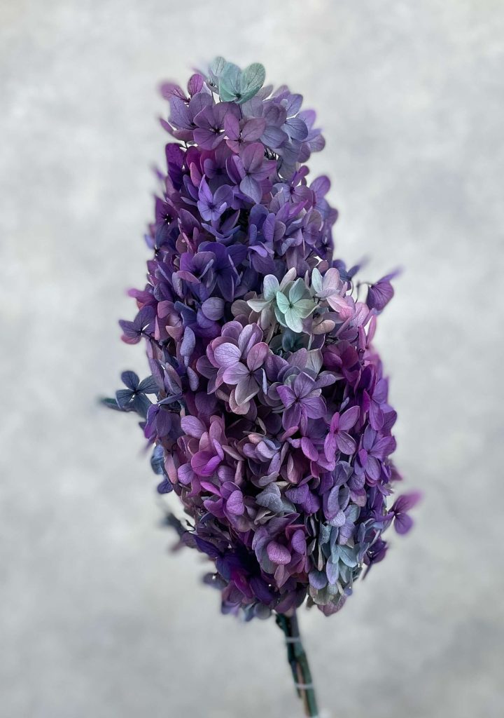 Hydrangea Preserved CH Oval Purple Green
