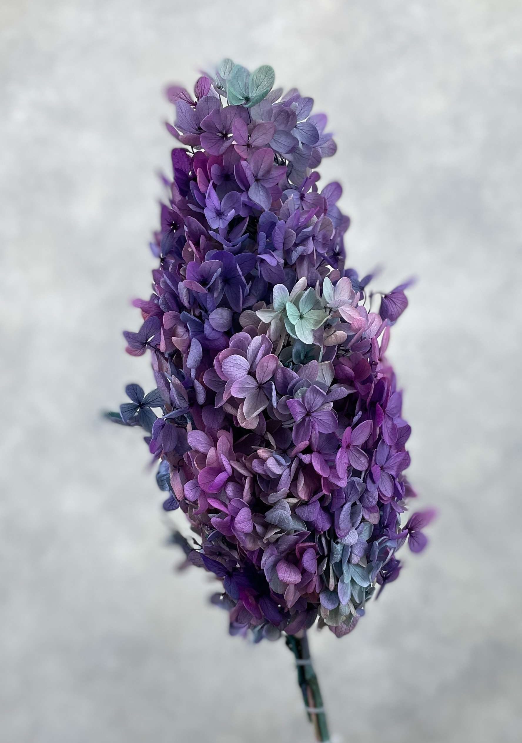 Hydrangea Preserved CH Oval Purple Green - Image 1