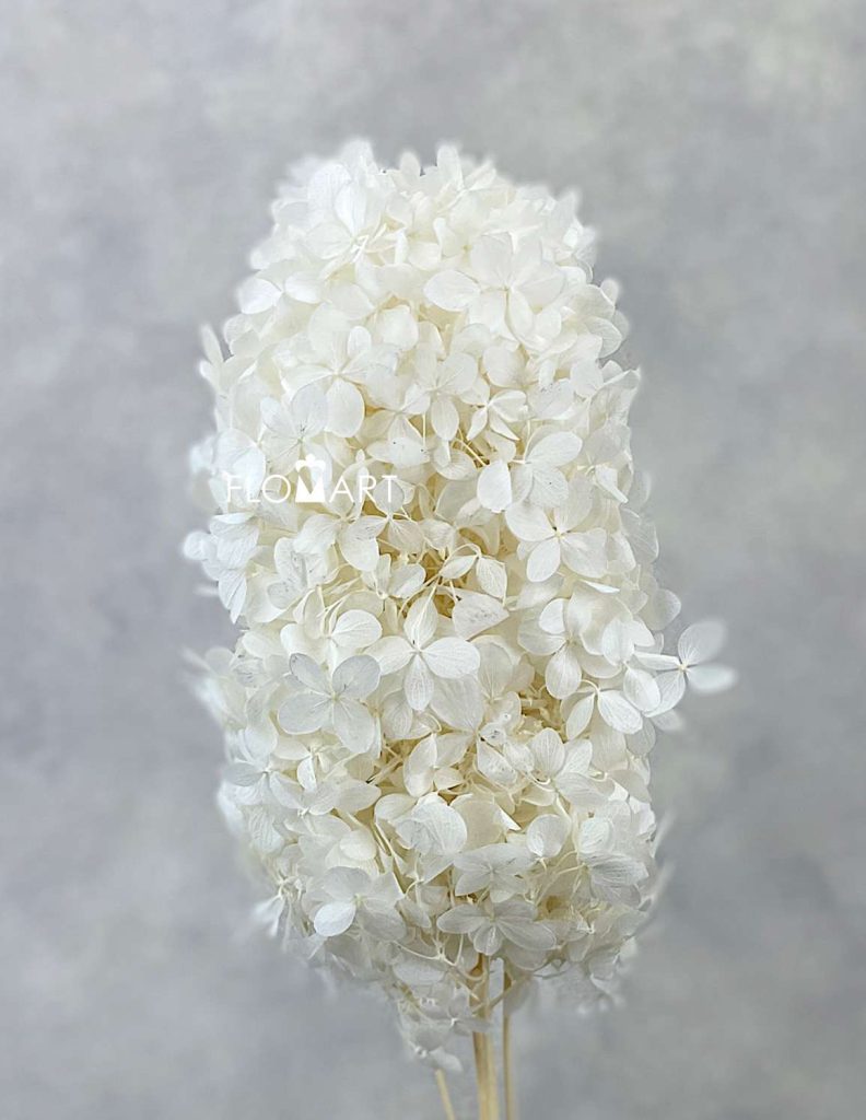 Hydrangea Preserved CH Oval White