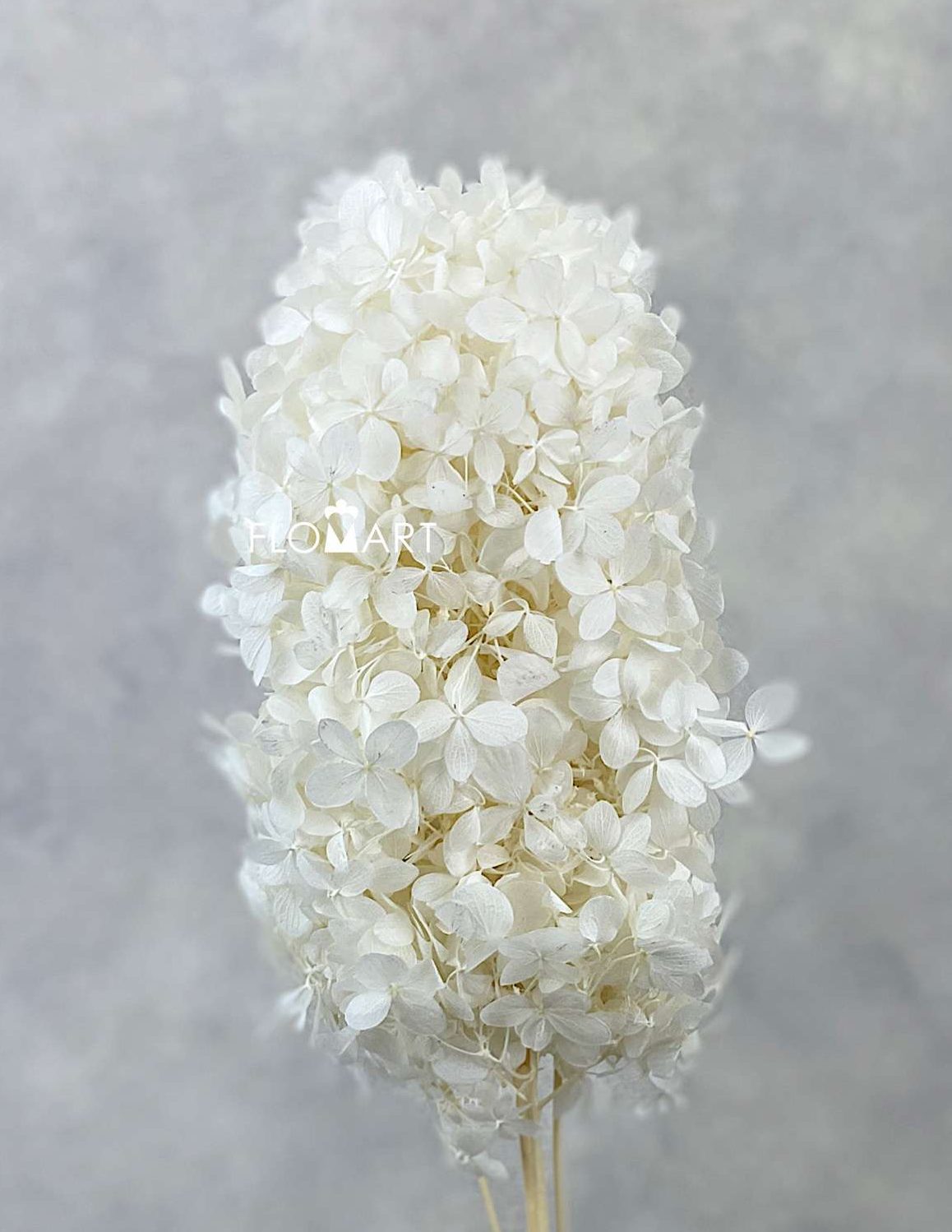 Hydrangea Preserved CH Oval White - Image 1