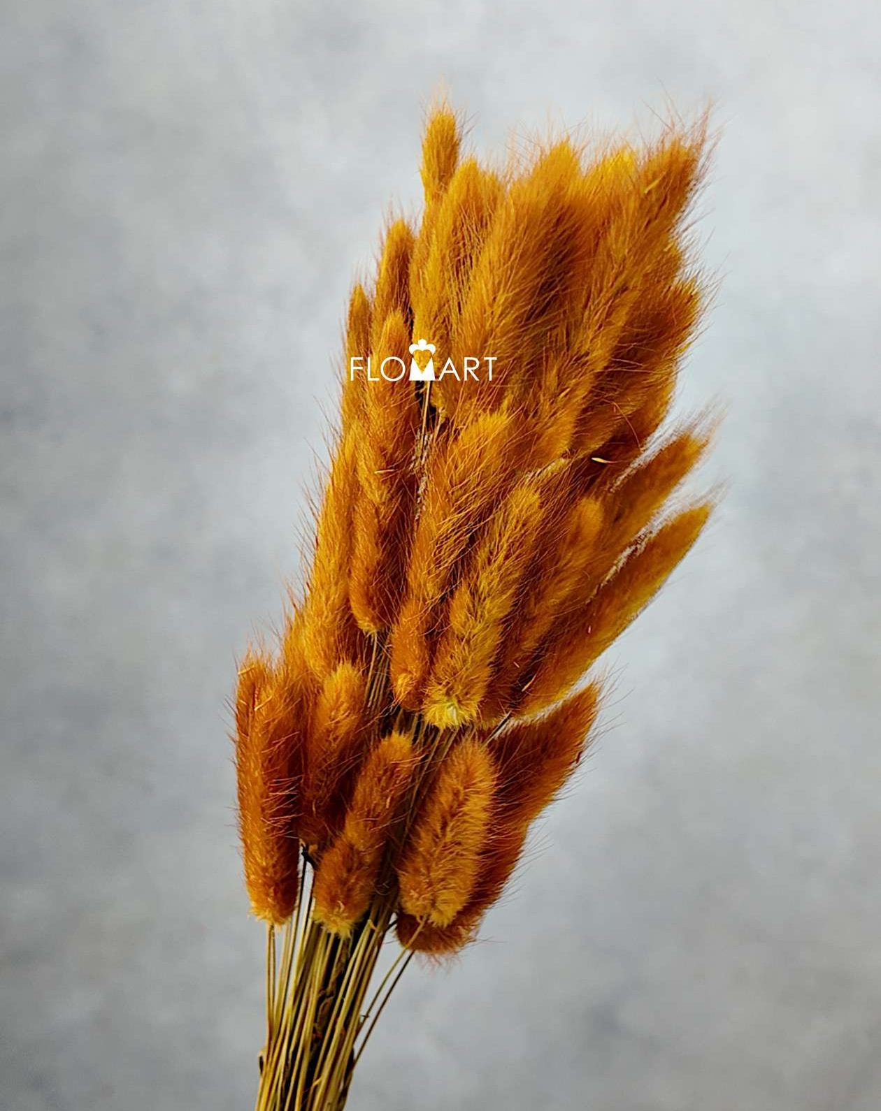 Lagurus CH Orange - Image 1
