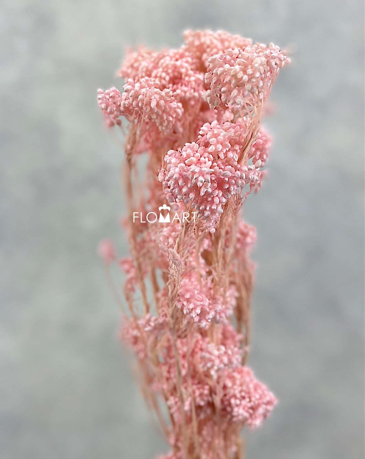 Ozothamnus Preserved CH Salmon Pink - Image 1