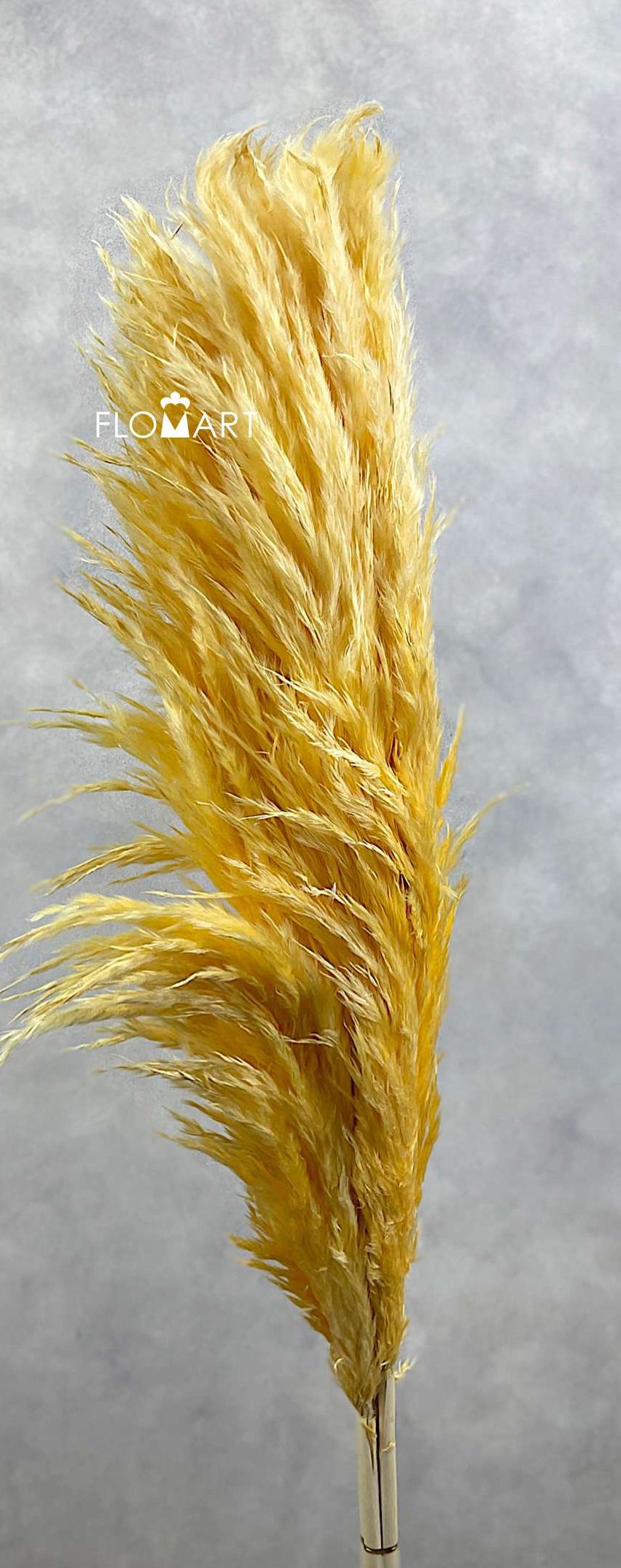 Pampas Dried CH Light Yellow - Image 1