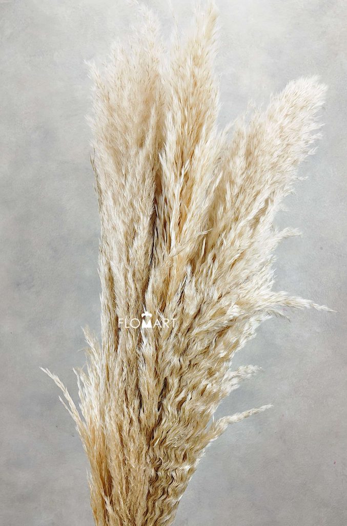 Pampas Dried CH Natural