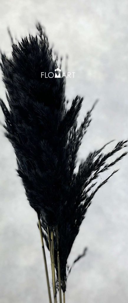 Pampas Dried CH Sp Black