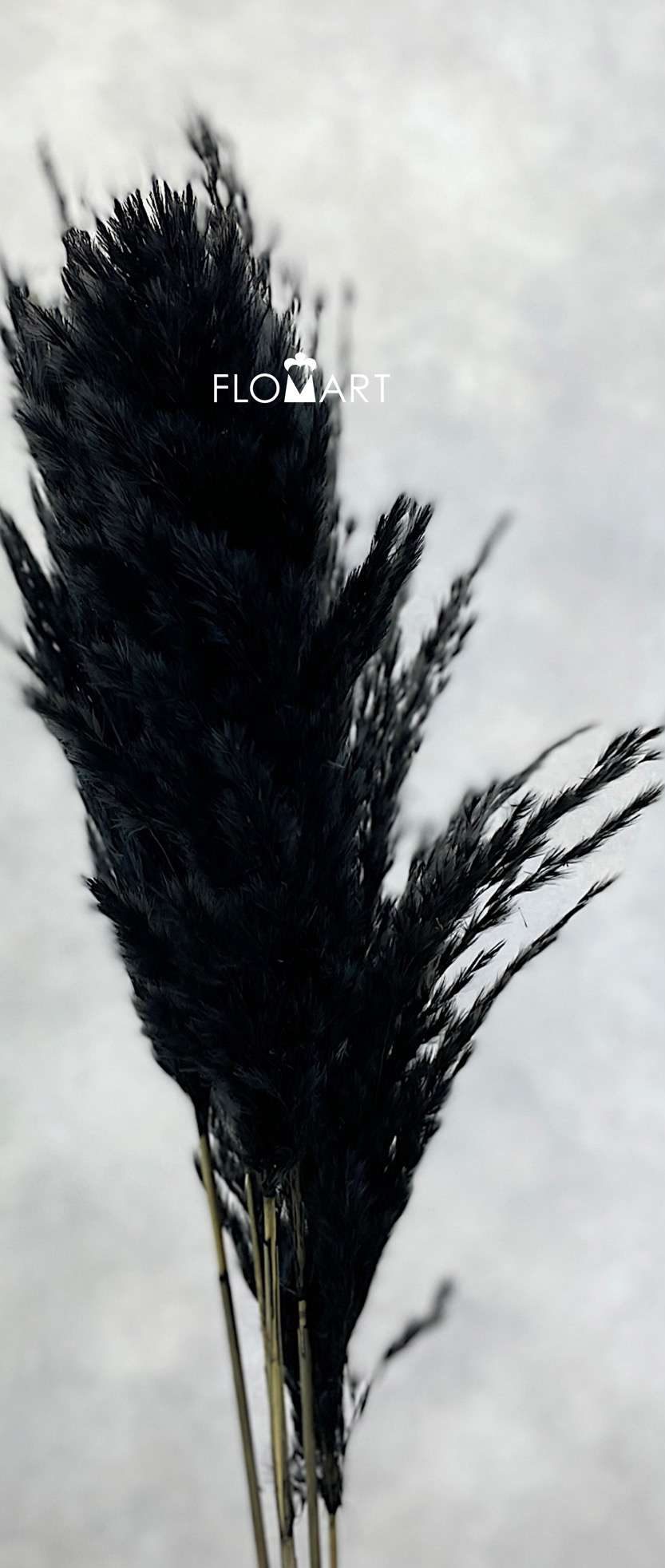 Pampas Dried CH Sp Black - Image 1