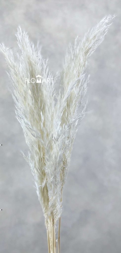 Pampas Dried CH Sp Bleached White