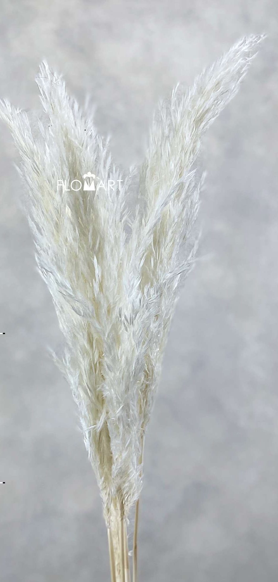 Pampas Dried CH Sp Bleached White - Image 1