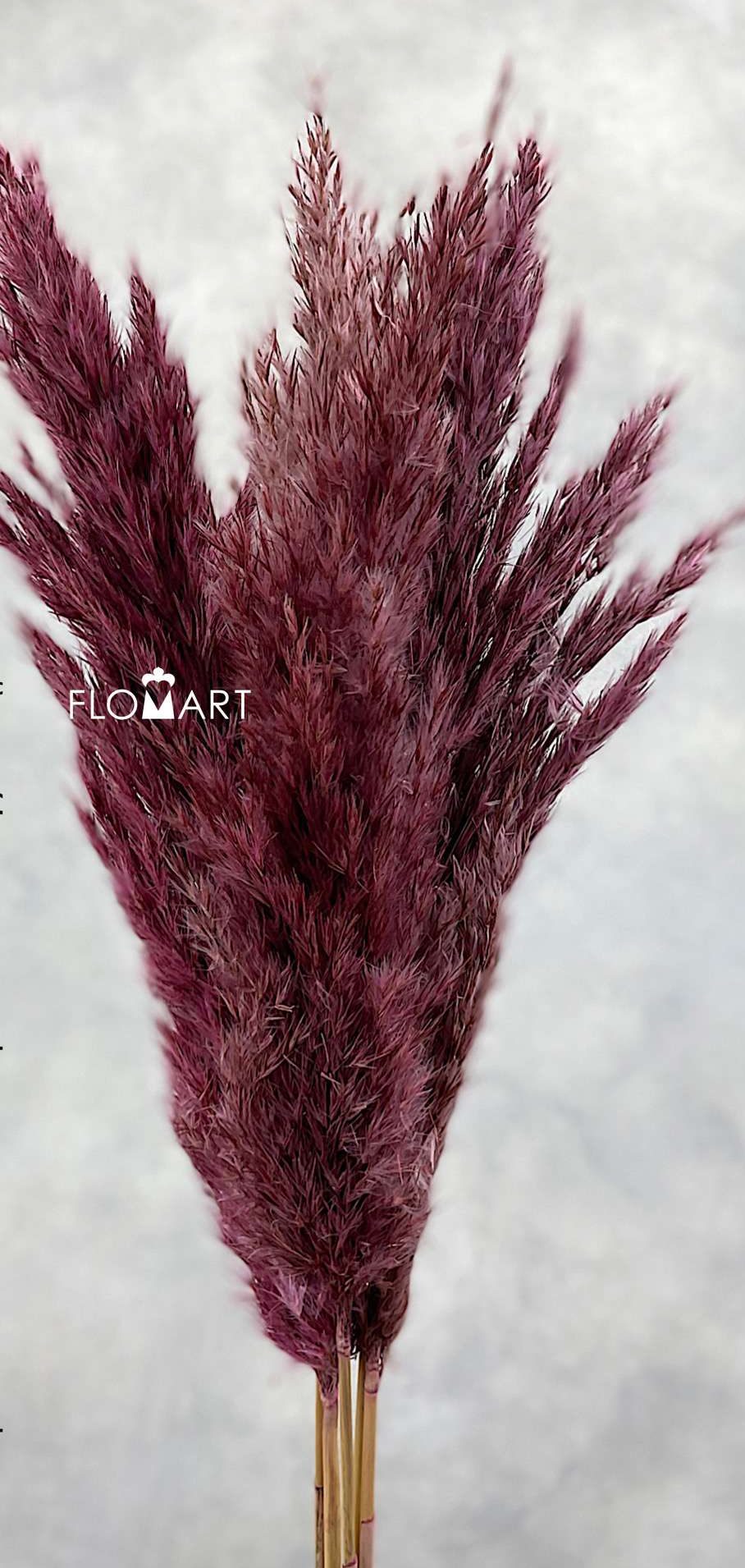 Pampas Dried CH Spindle Burgundy - Image 1