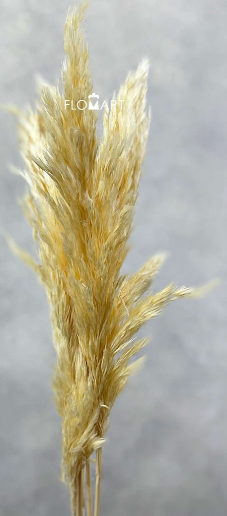 Pampas Dried CH Sp Light Yellow