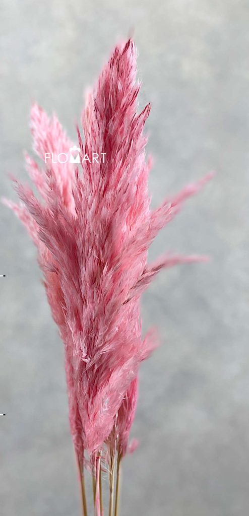 Pampas Dried CH Spindle Pink