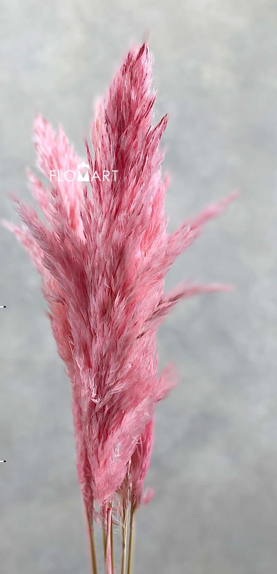 Pampas Dried CH Spindle Pink - Image 1