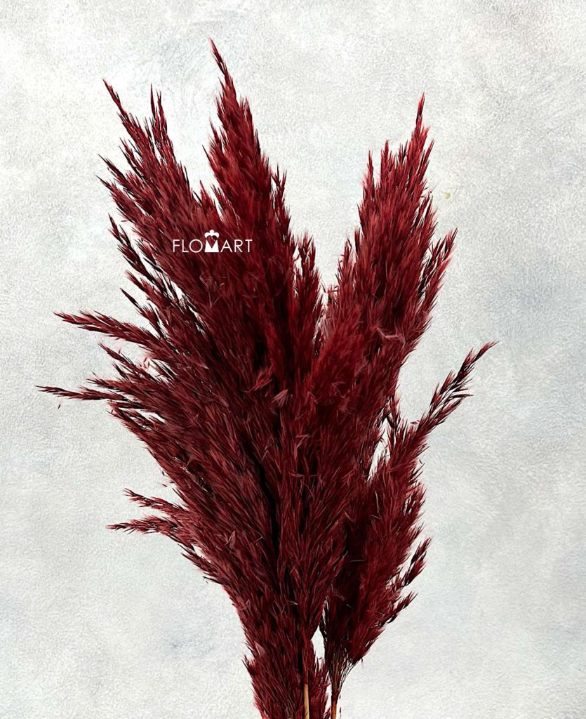 Pampas Dried CH Spindle Red