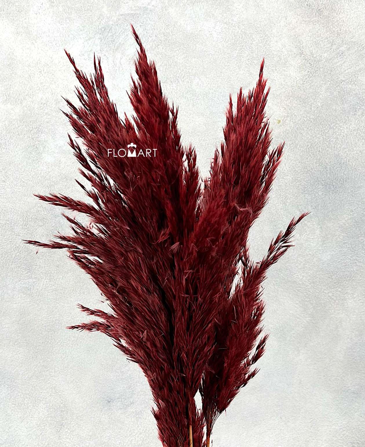 Pampas Dried CH Spindle Red - Image 1