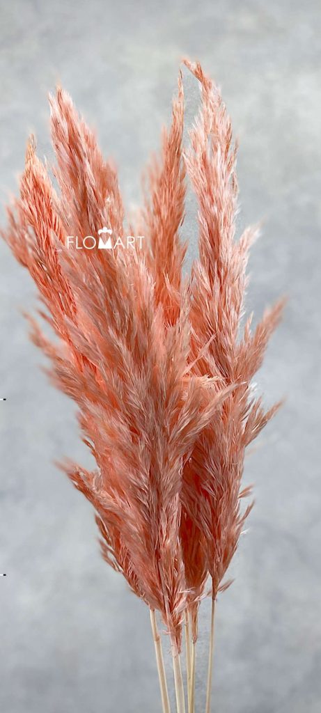 Pampas Dried CH Sp Salmon Pink