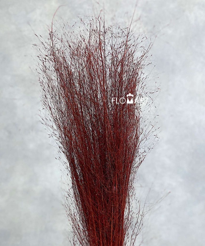 Panicum Preserved CH Dark Orange