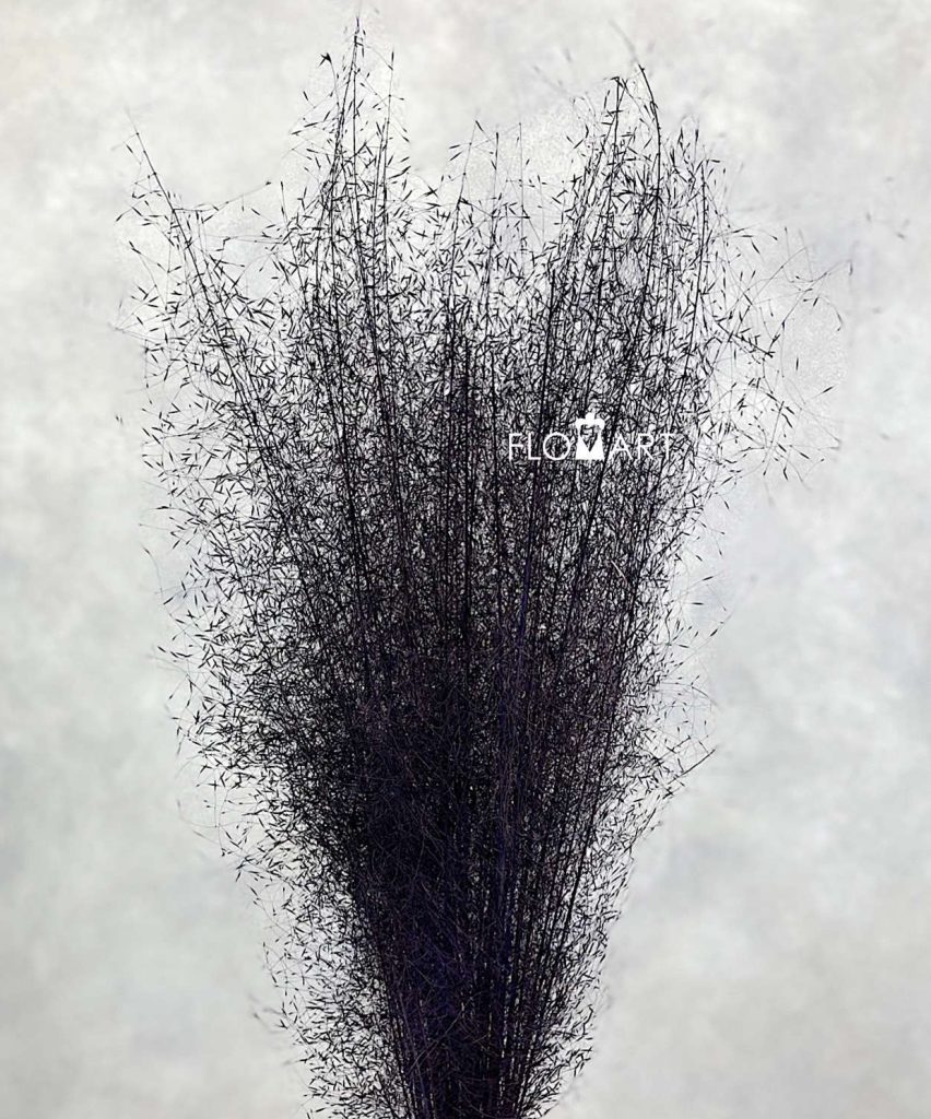 Panicum Preserved CH Dark Purple