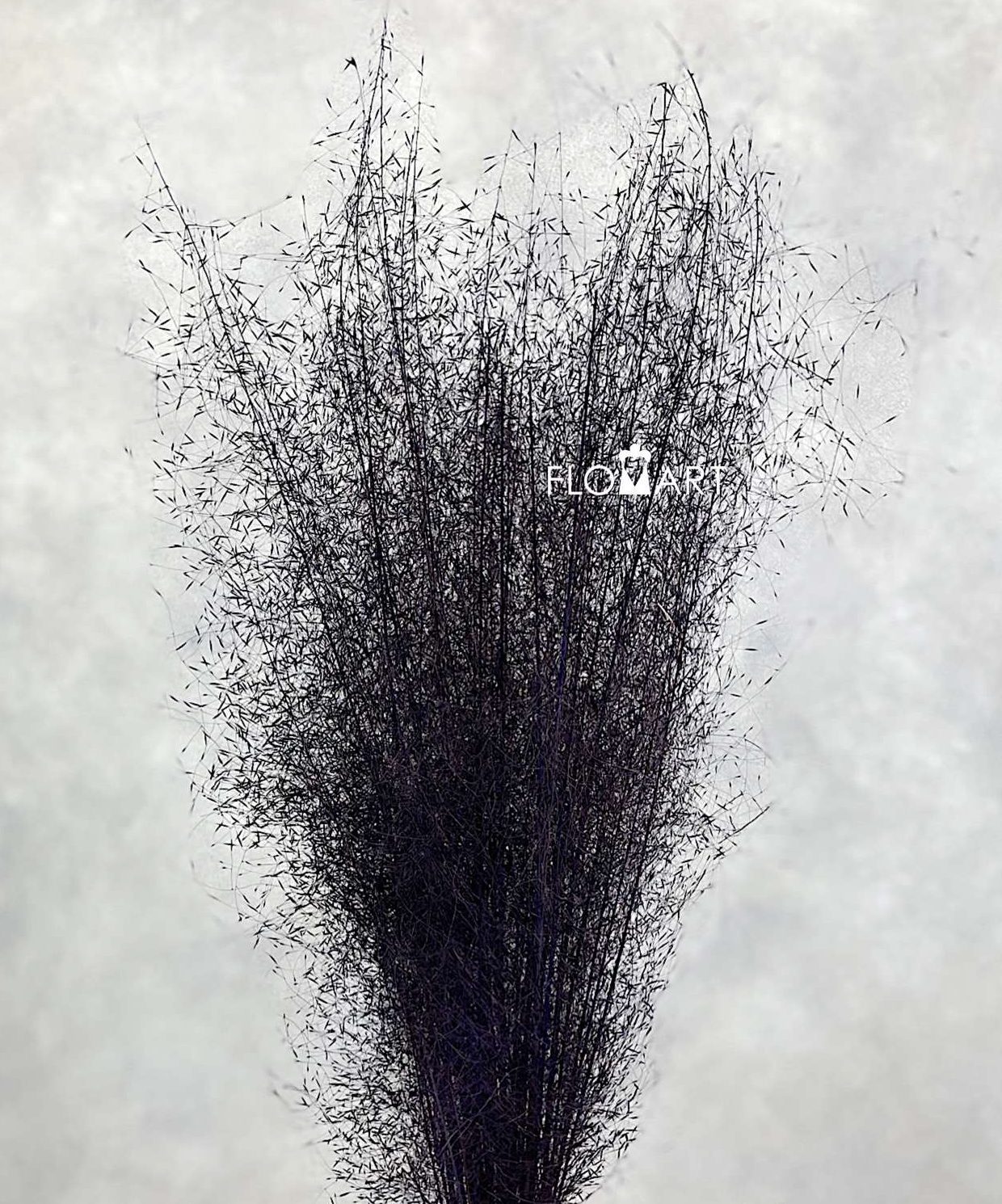 Panicum Preserved CH Dark Purple - Image 1