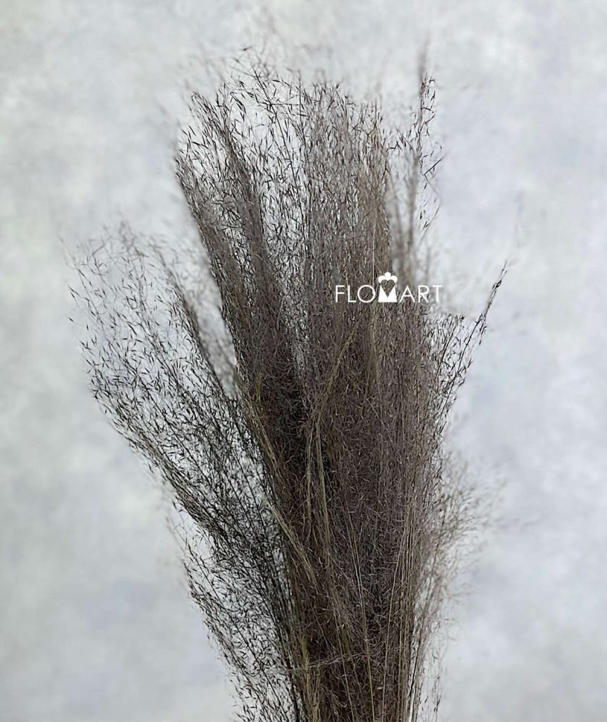 Panicum Preserved CH Natural