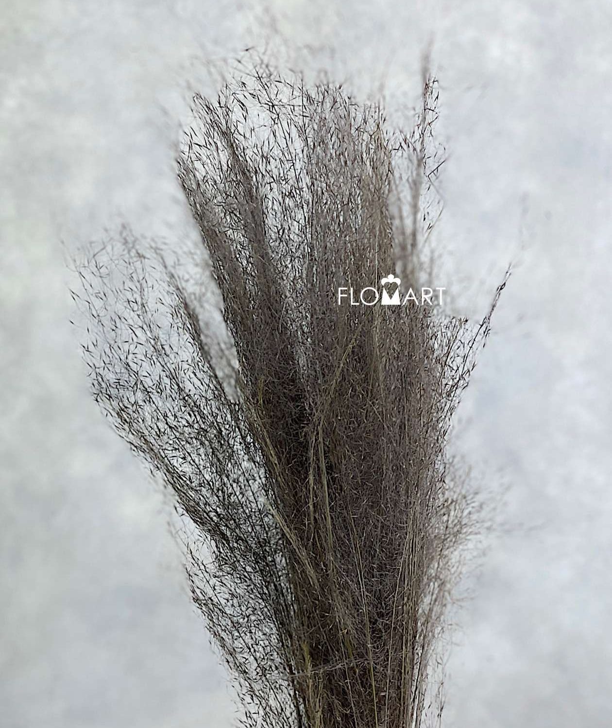Panicum Preserved CH Natural - Image 1