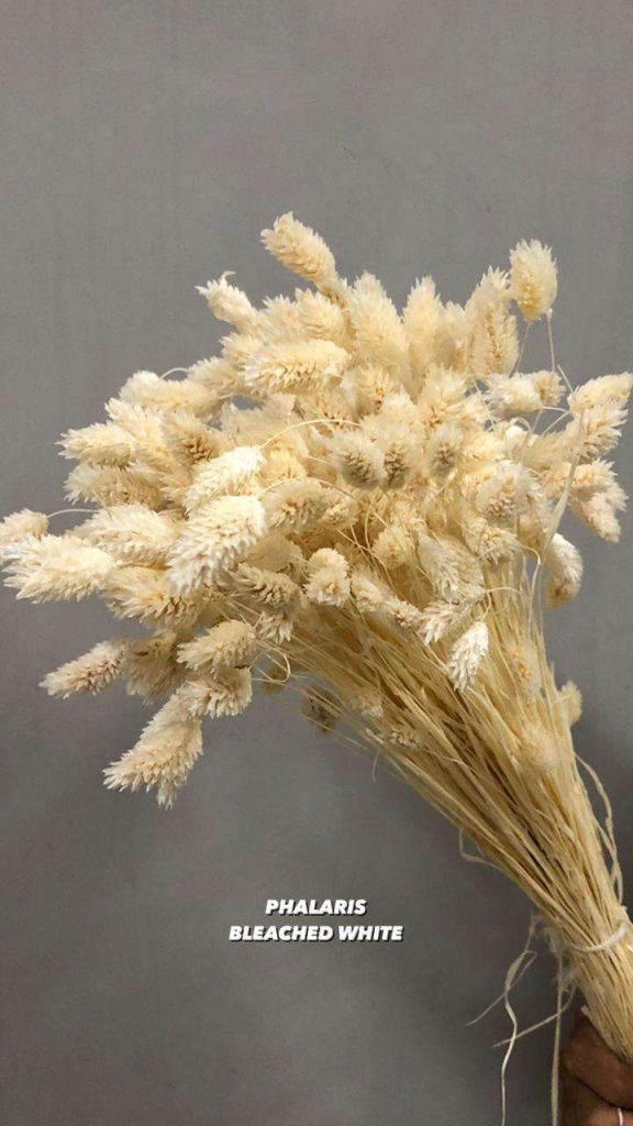 Phalaris Bleached White