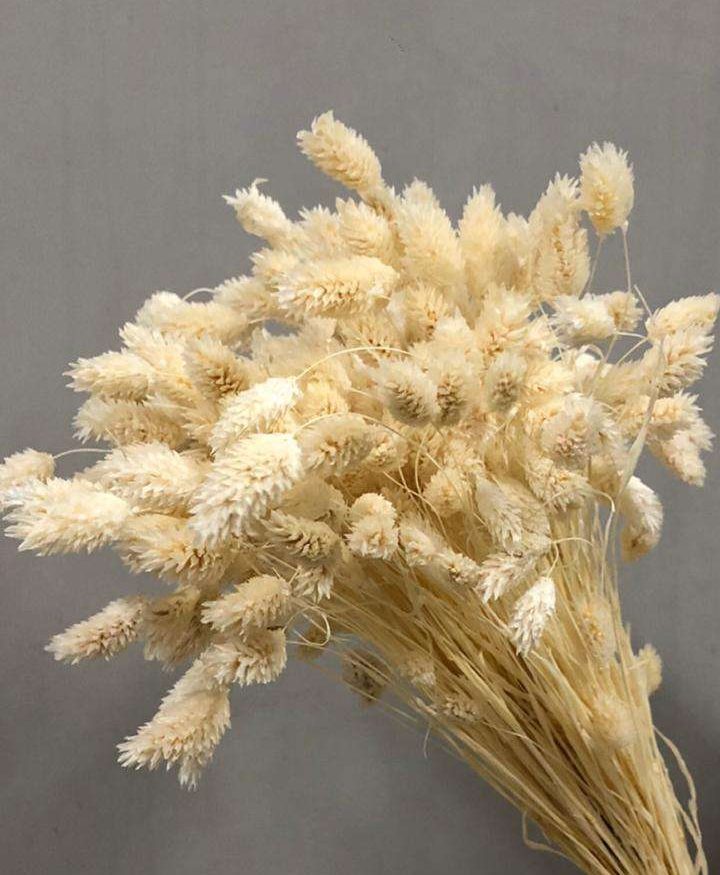 Phalaris Bleached White - Image 1